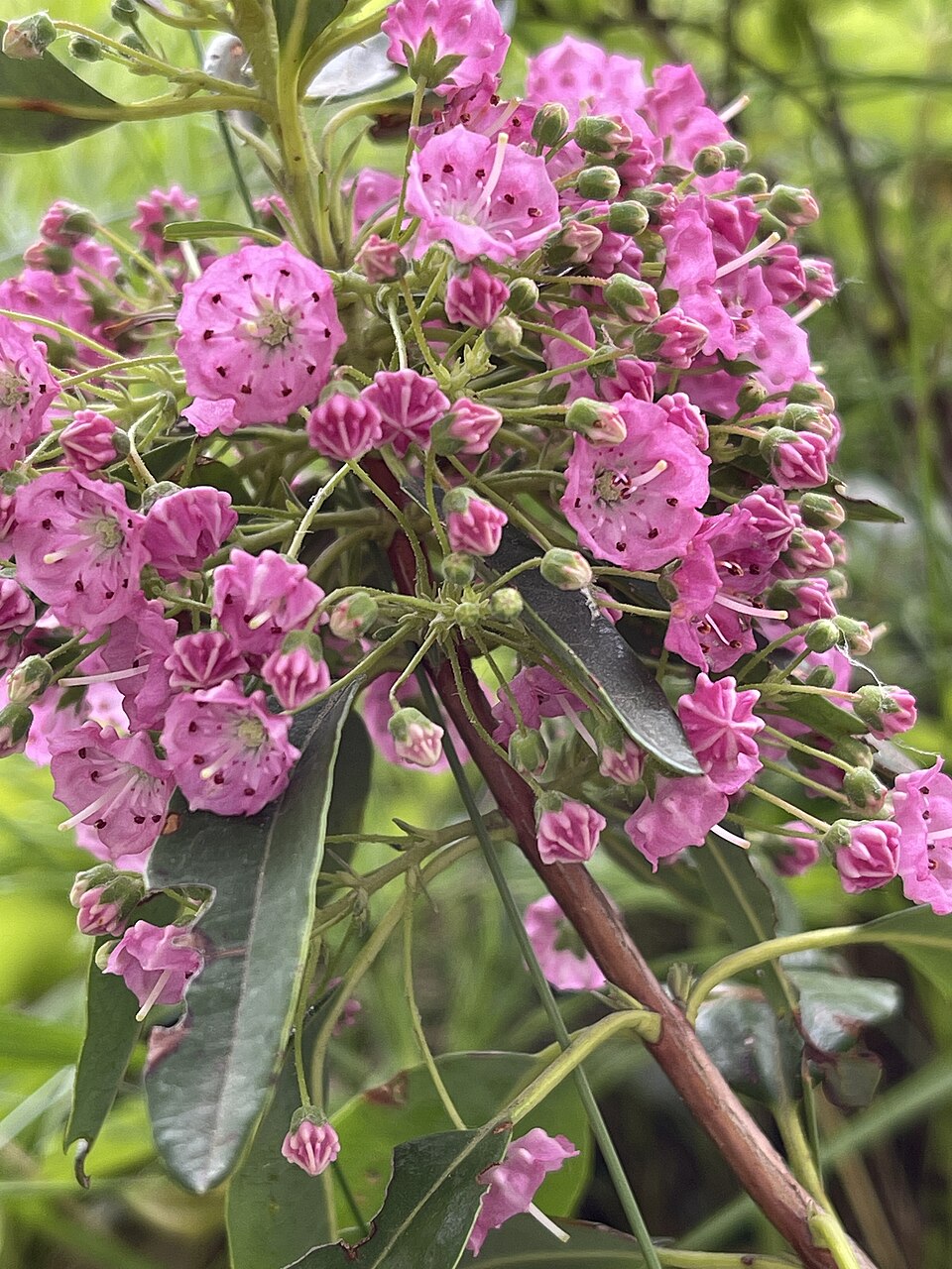 Sheep Laurel