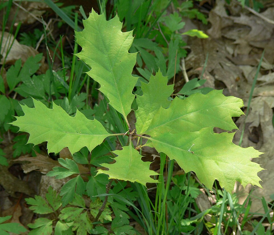 Northern Red Oak