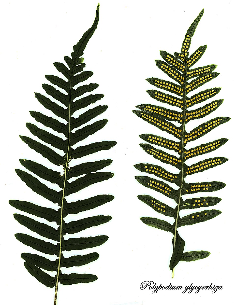Licorice Fern