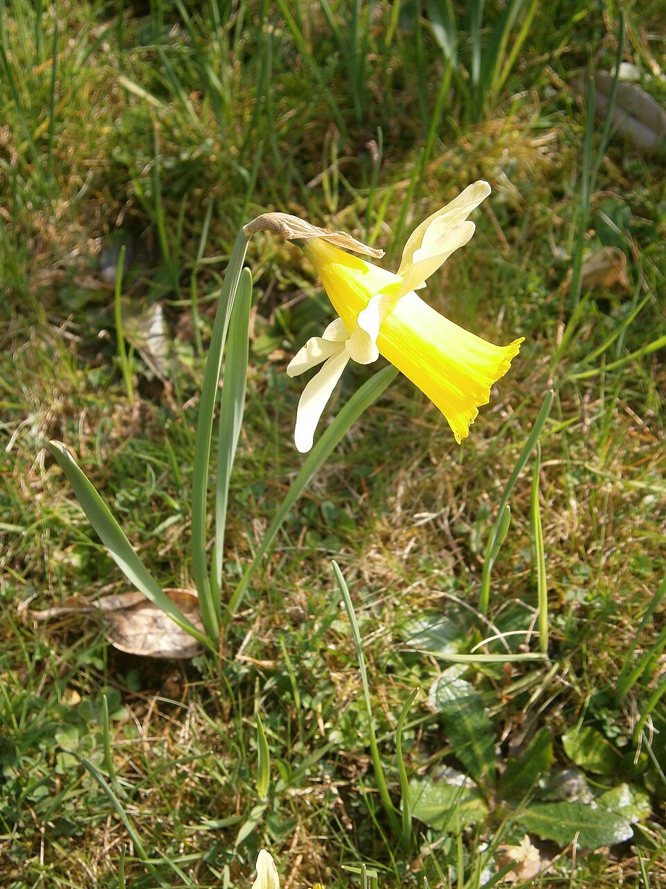 Daffodil