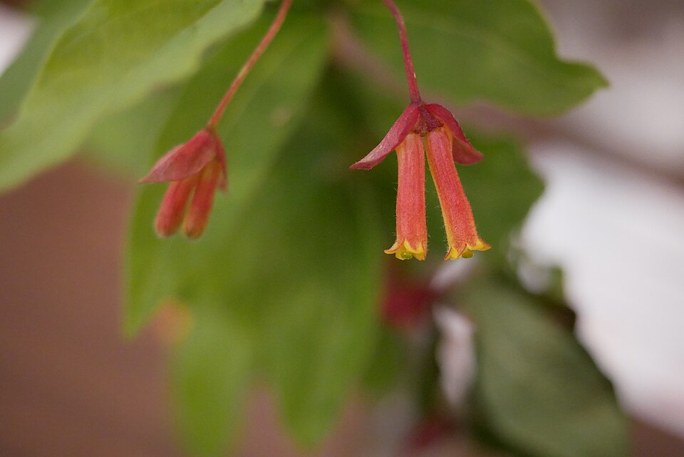 Bracted Honeysuckle