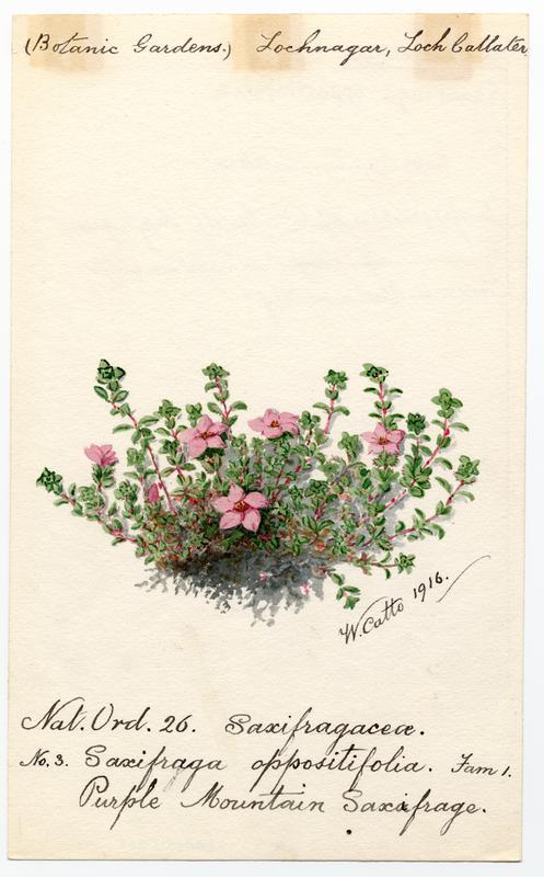 Purple Mountain Saxifrage