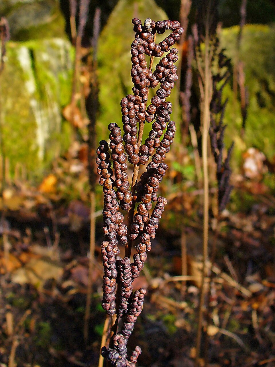 Sensitive Fern