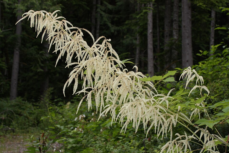 Goatsbeard
