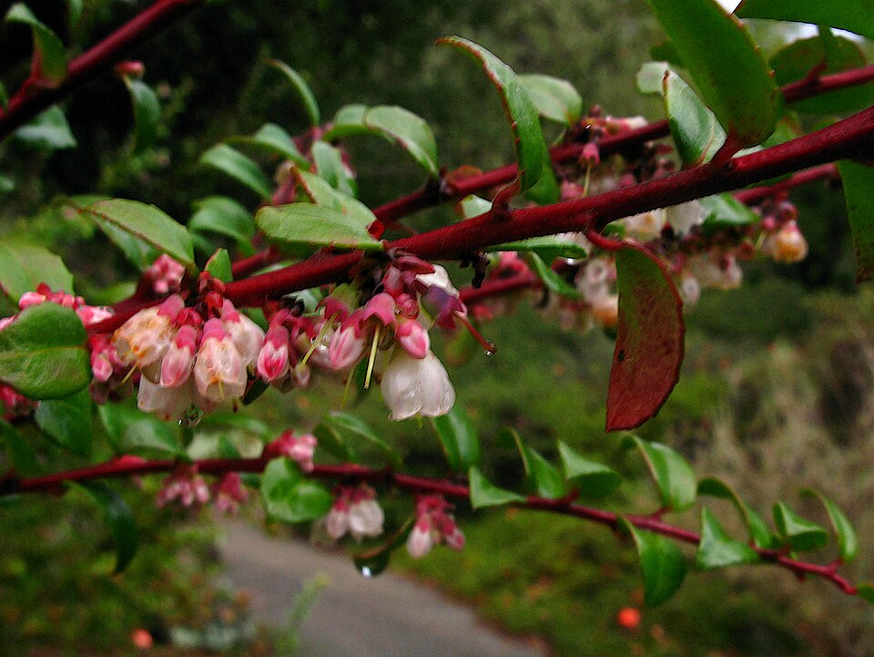 Evergreen Huckleberry