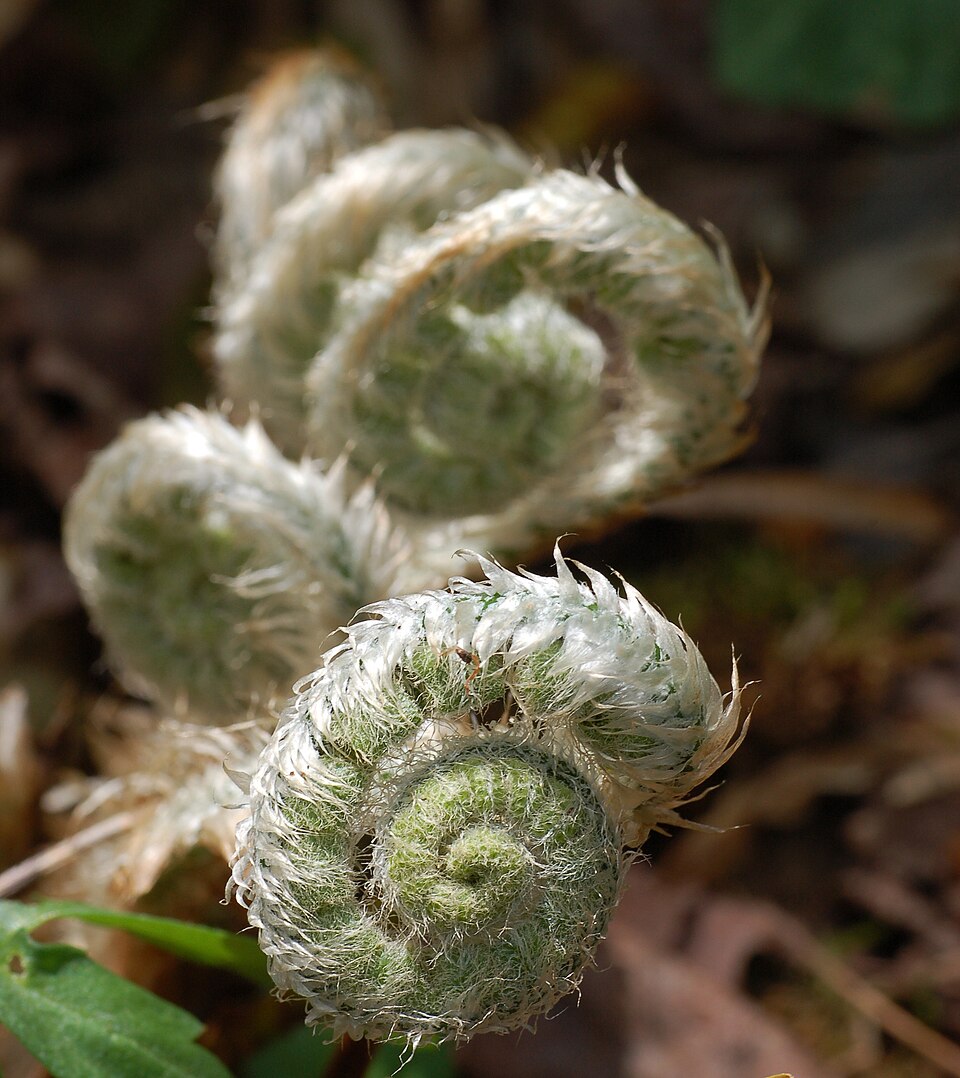 Christmas Fern