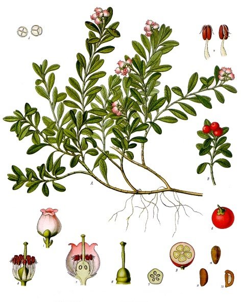 Bearberry