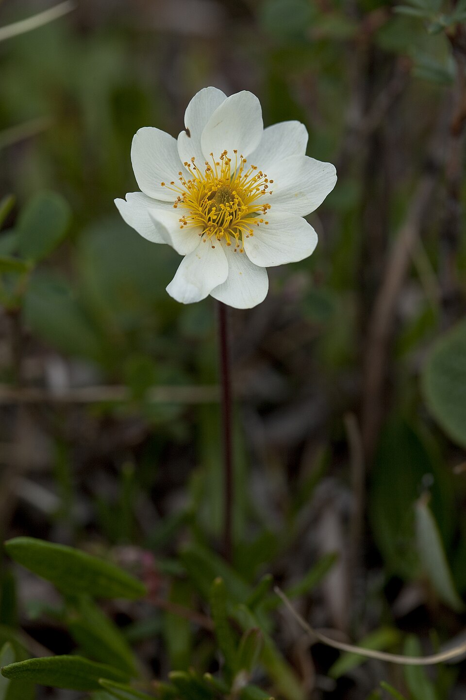 Entire-Leaved Mountain Avens