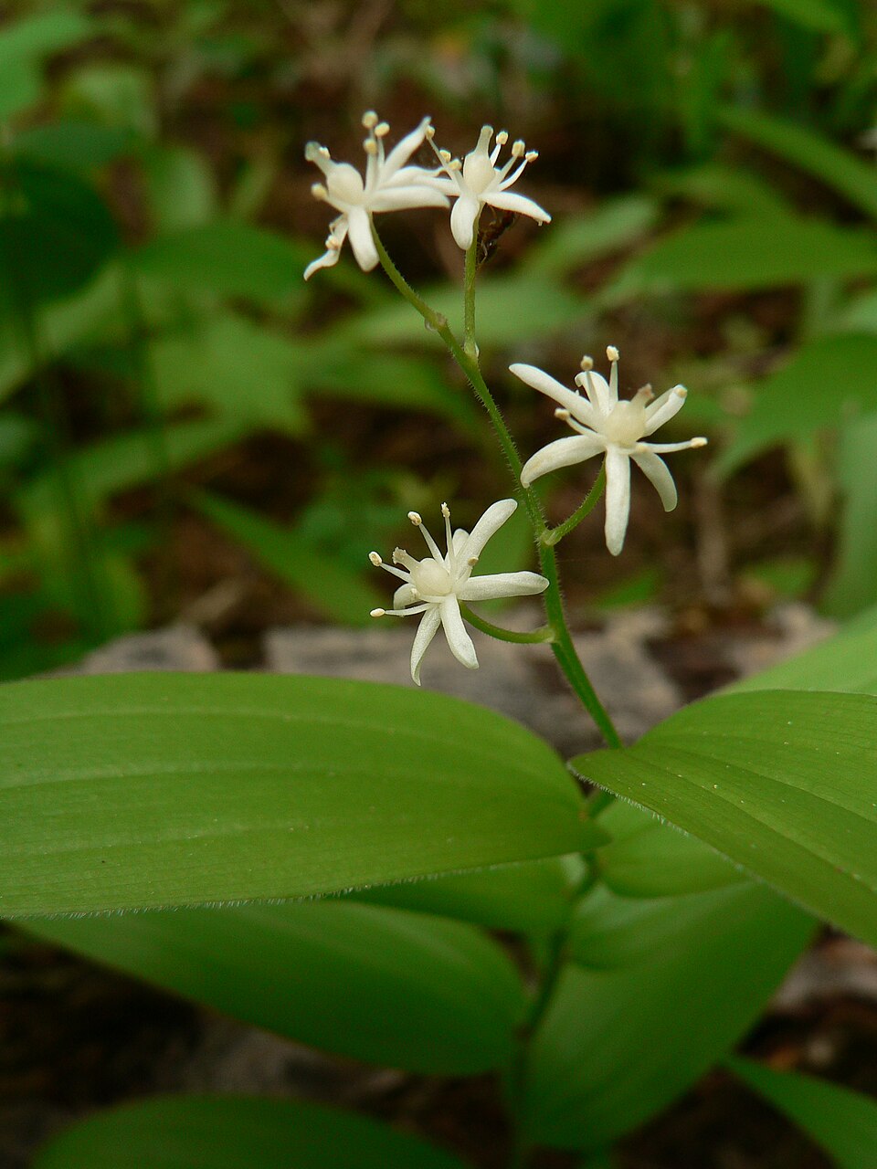 Star-Flowered False Solomon's-Seal