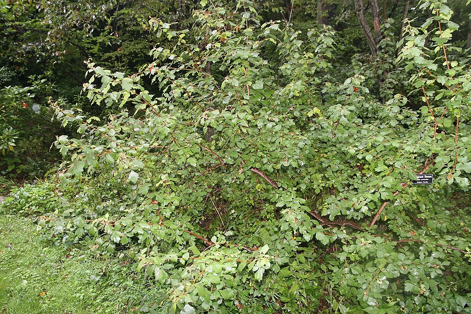 Fragrant Sumac