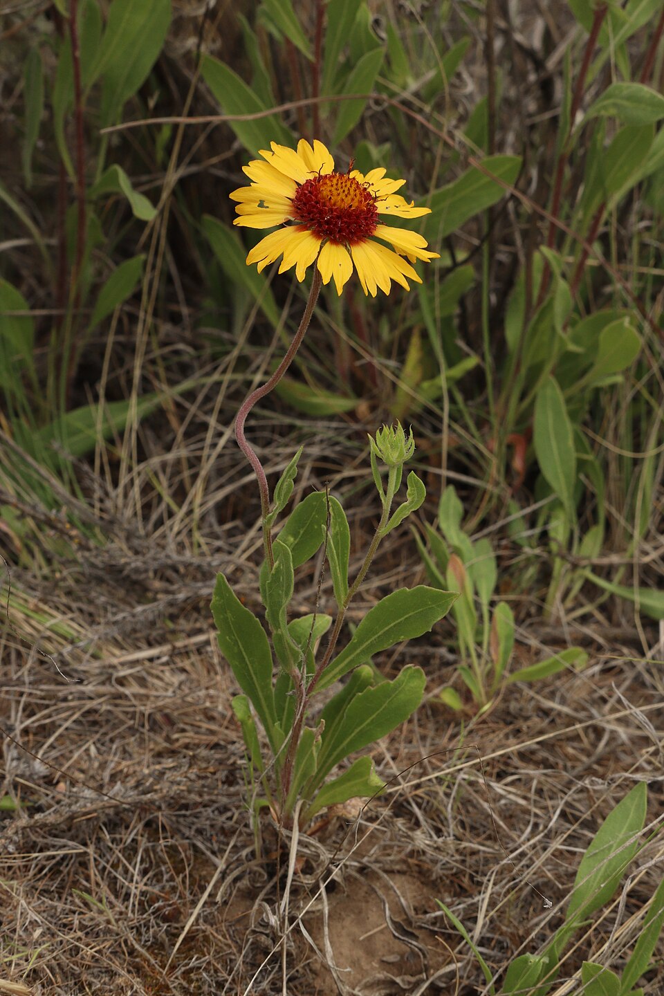 Great Blanketflower