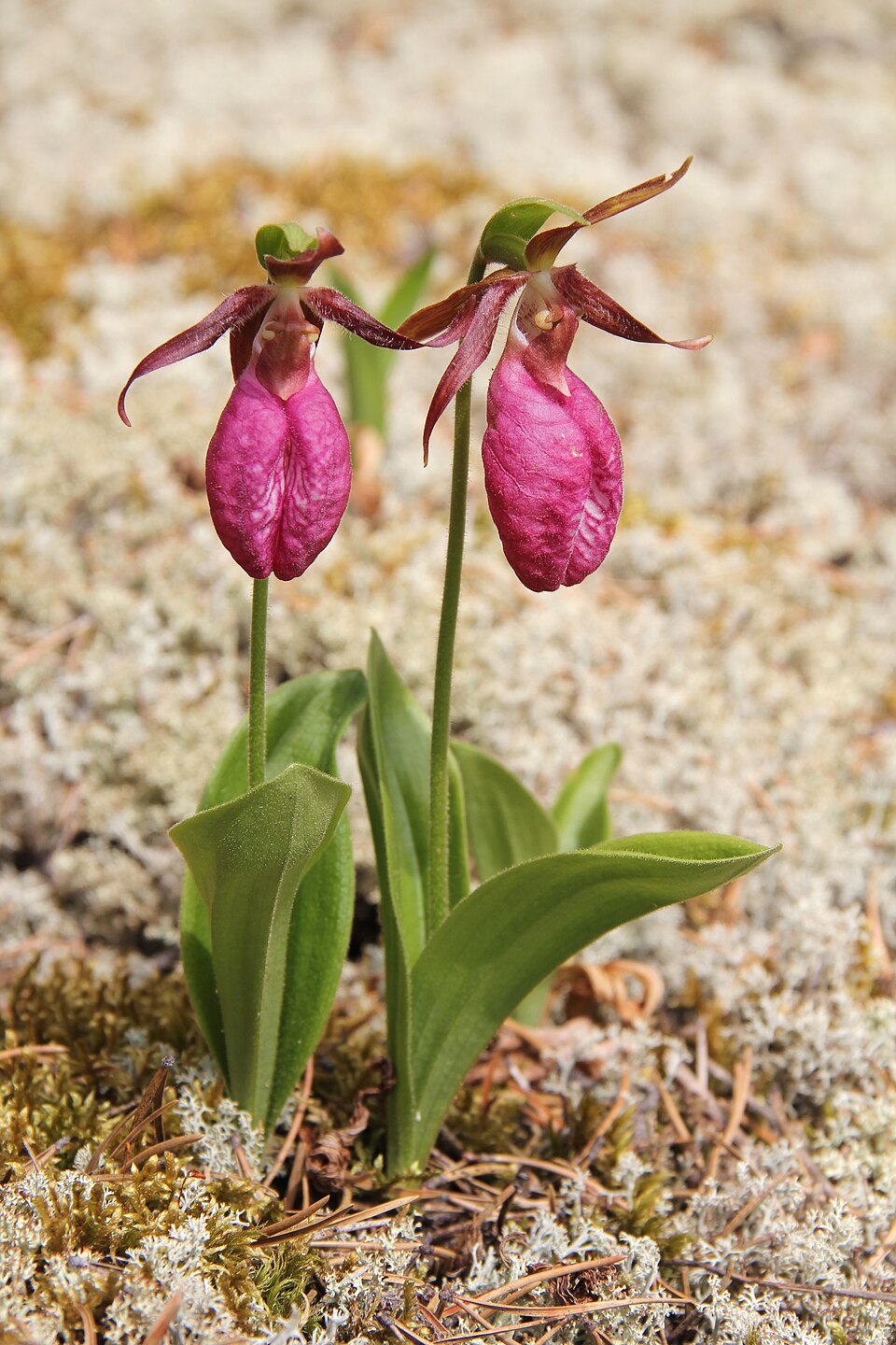 Pink Lady's-Slipper