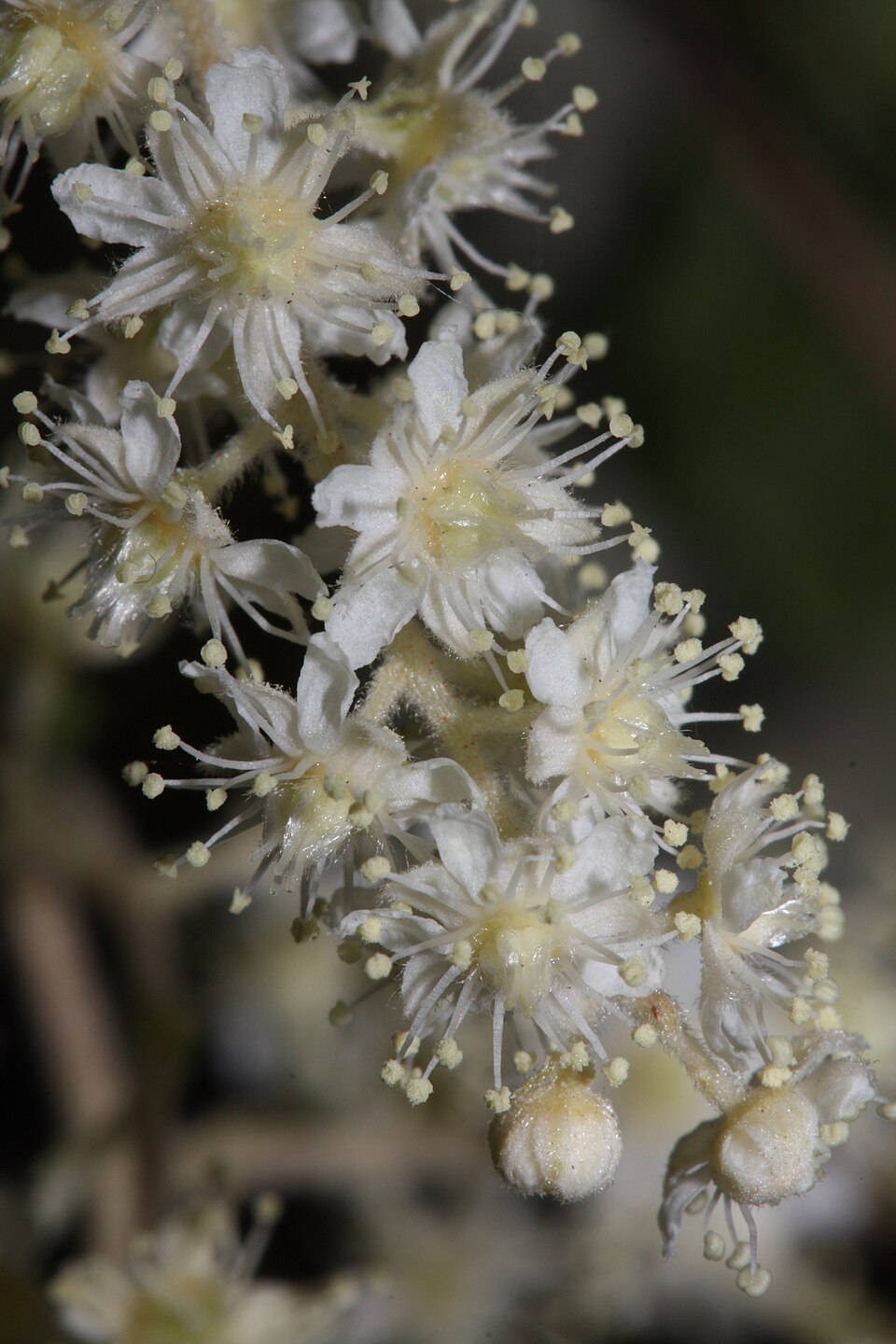 Oceanspray