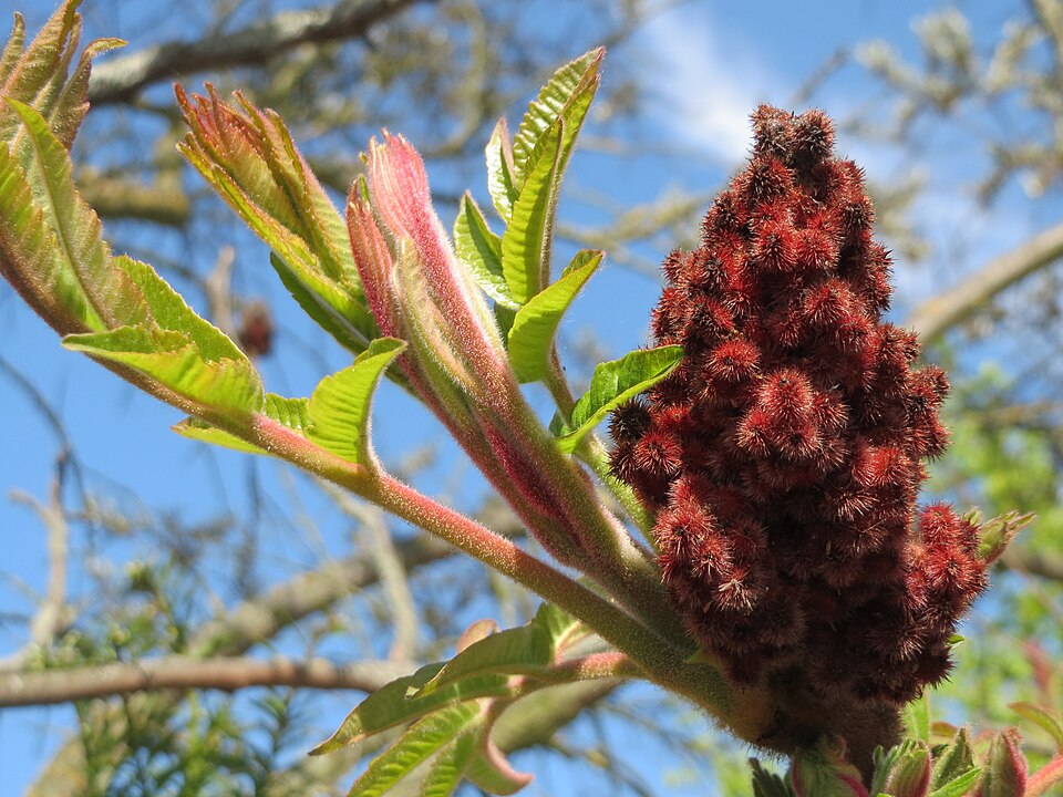 Staghorn Sumac