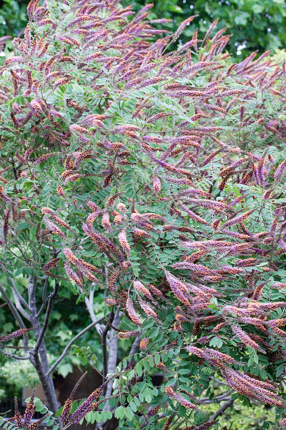 Downy False Indigo