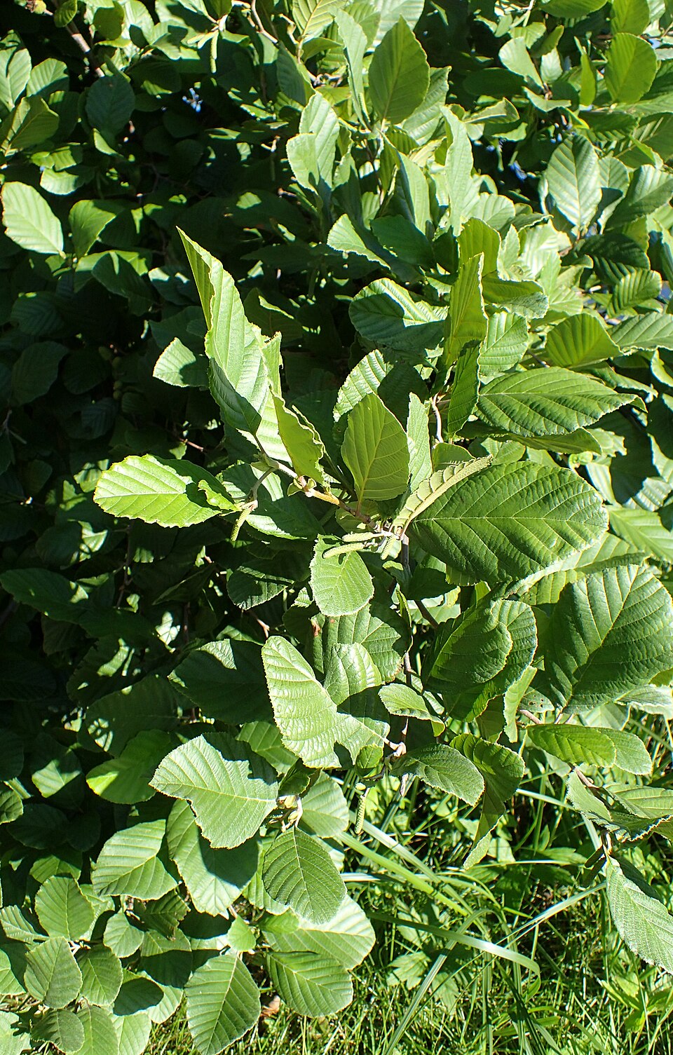 Speckled Alder