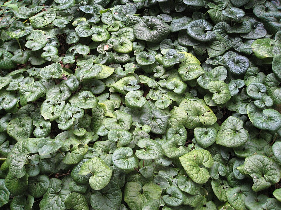 Western Wild Ginger