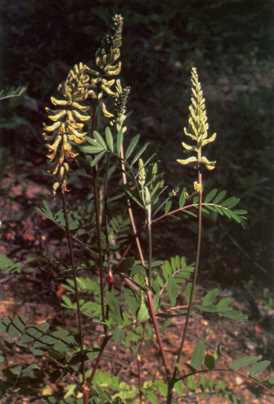 Canada Milk-Vetch
