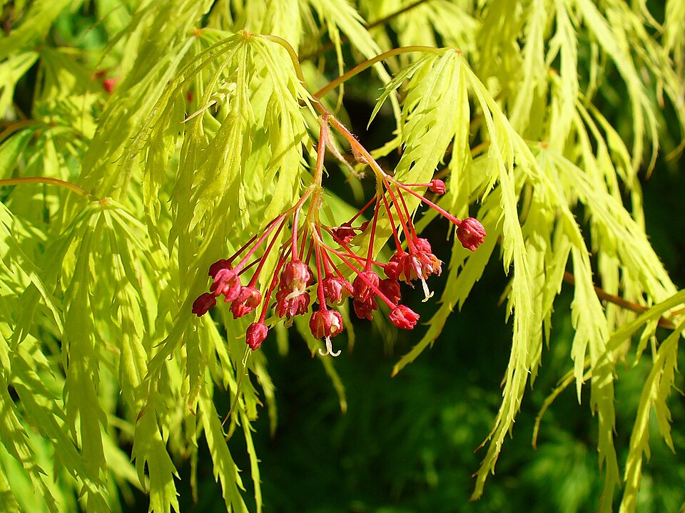 Smooth Japanese Maple