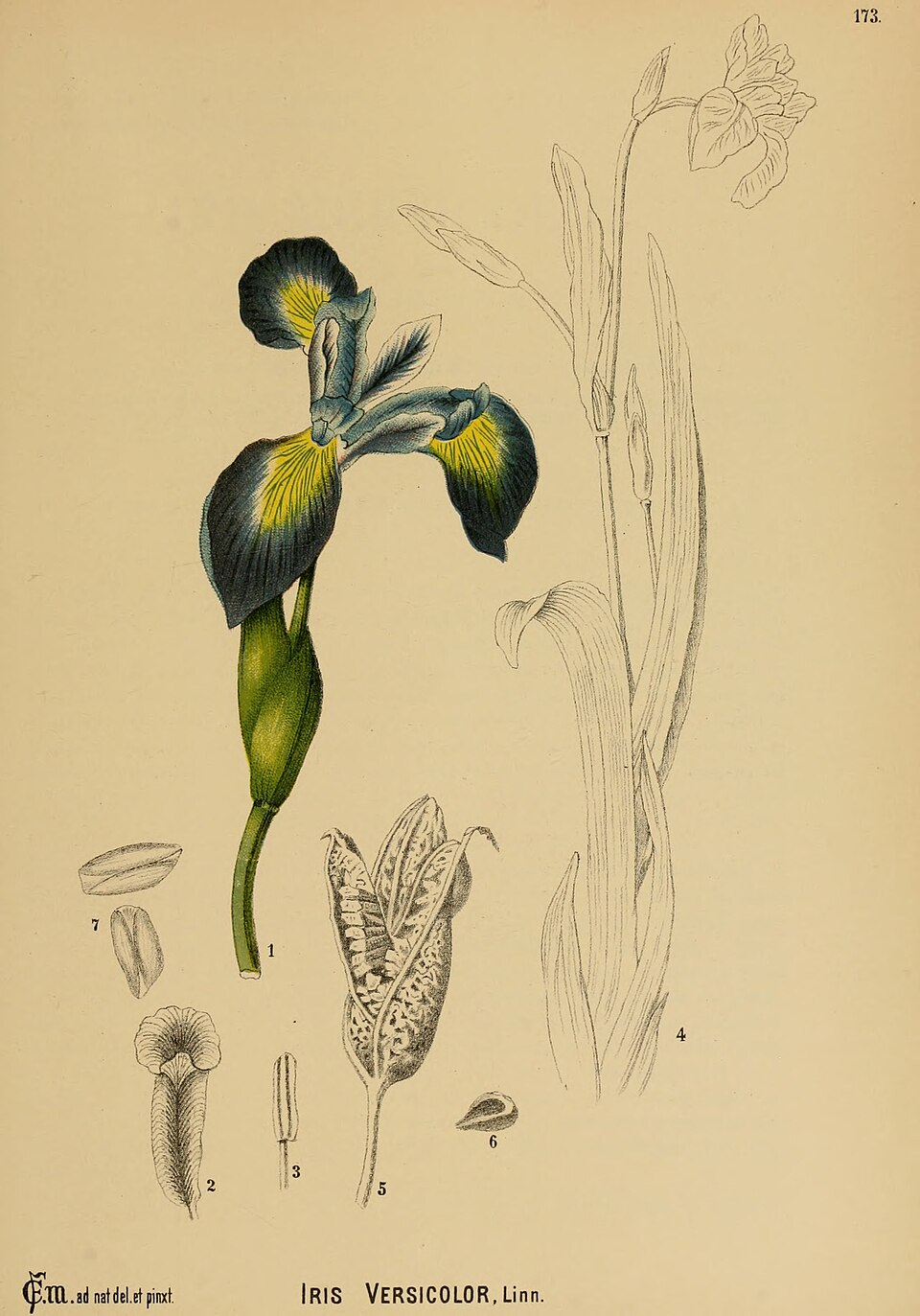 Harlequin Blue Flag