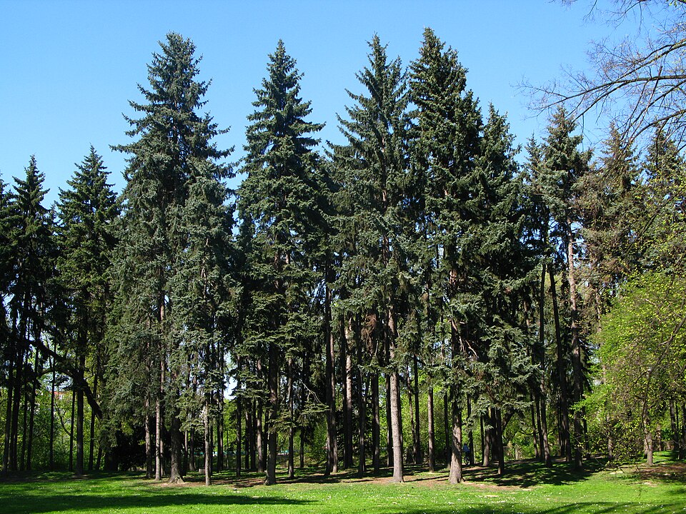 Blue Spruce