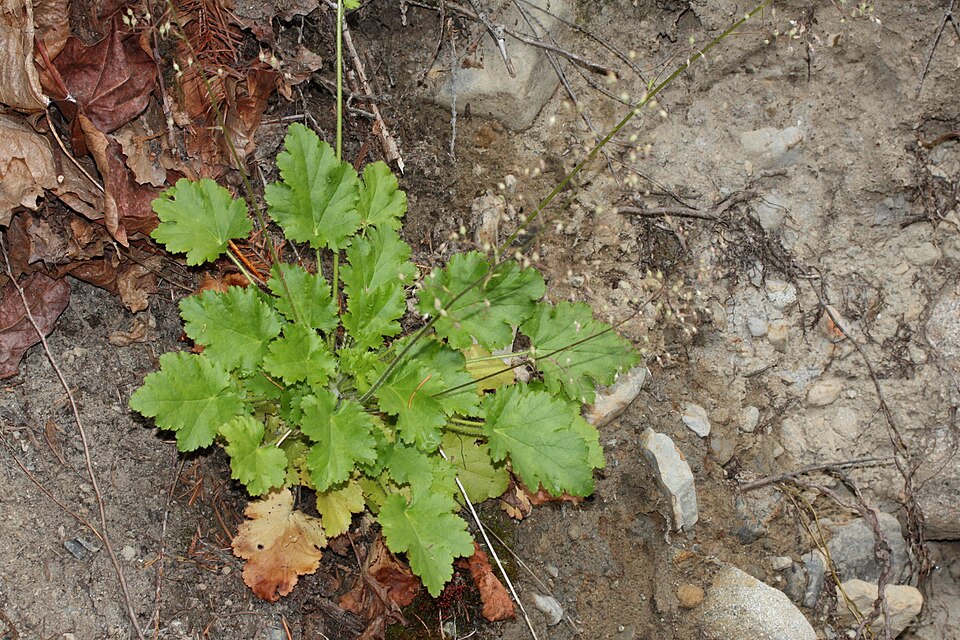 Coral Bells