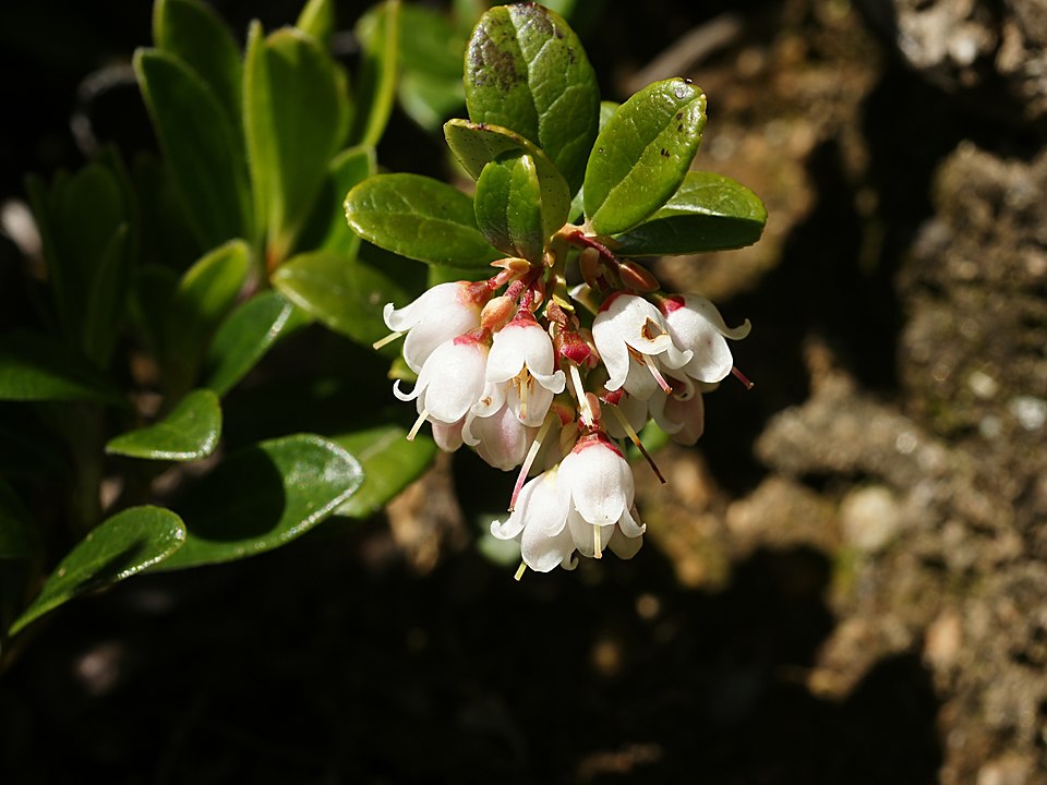 Lingonberry