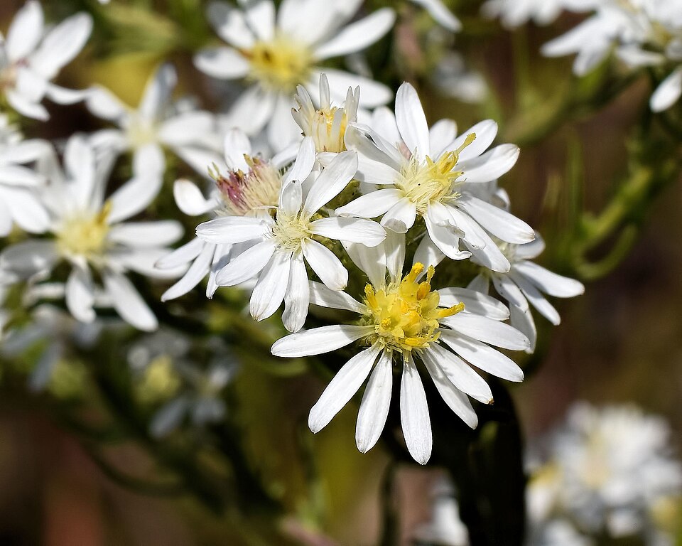 White Heath Aster