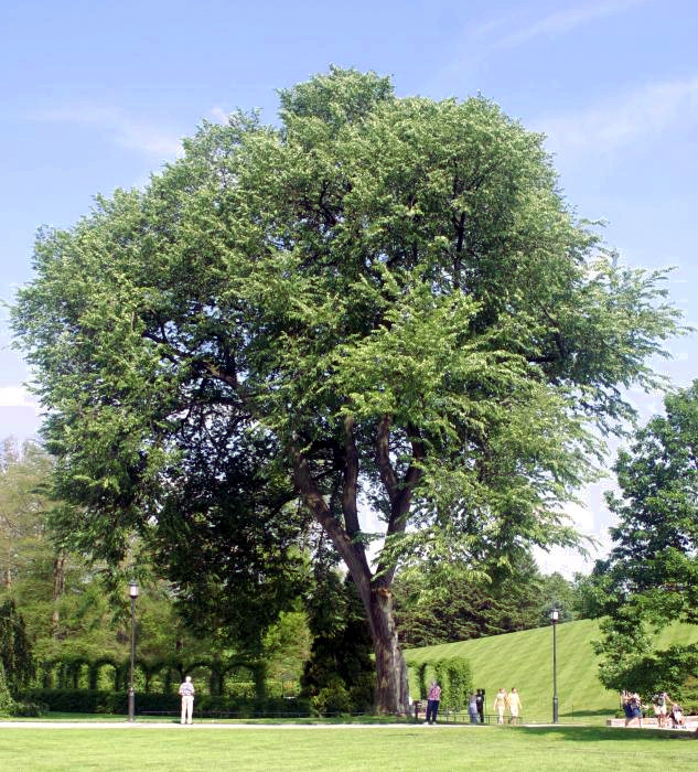 White Elm