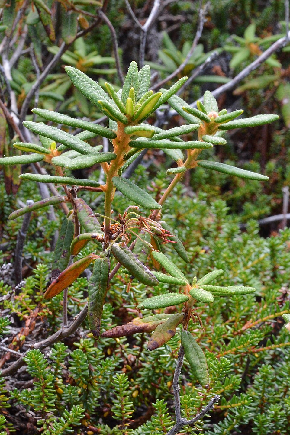 Labrador Tea