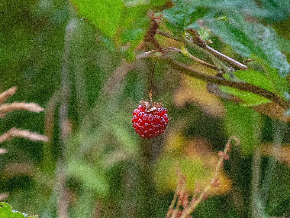 Salmonberry