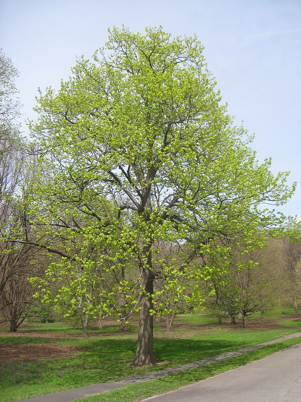 Basswood