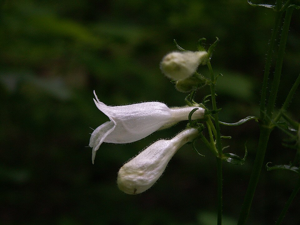 Foxglove Beardtongue