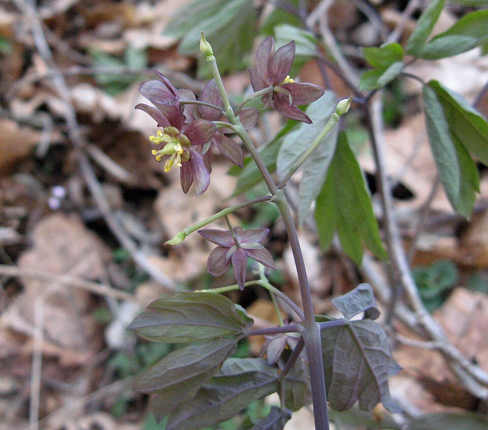 Giant Blue Cohosh