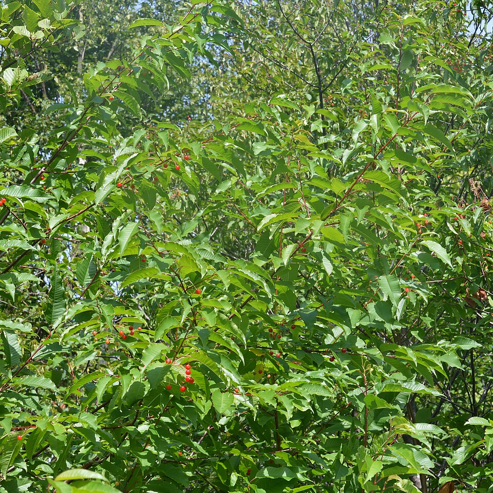 Pin Cherry