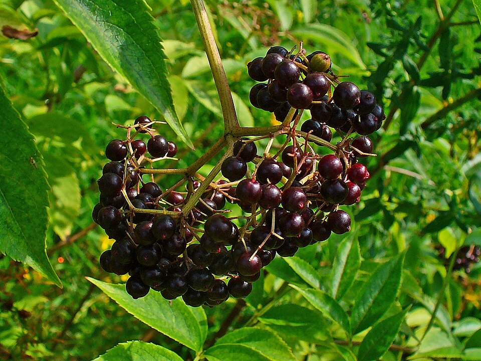 Common Elderberry