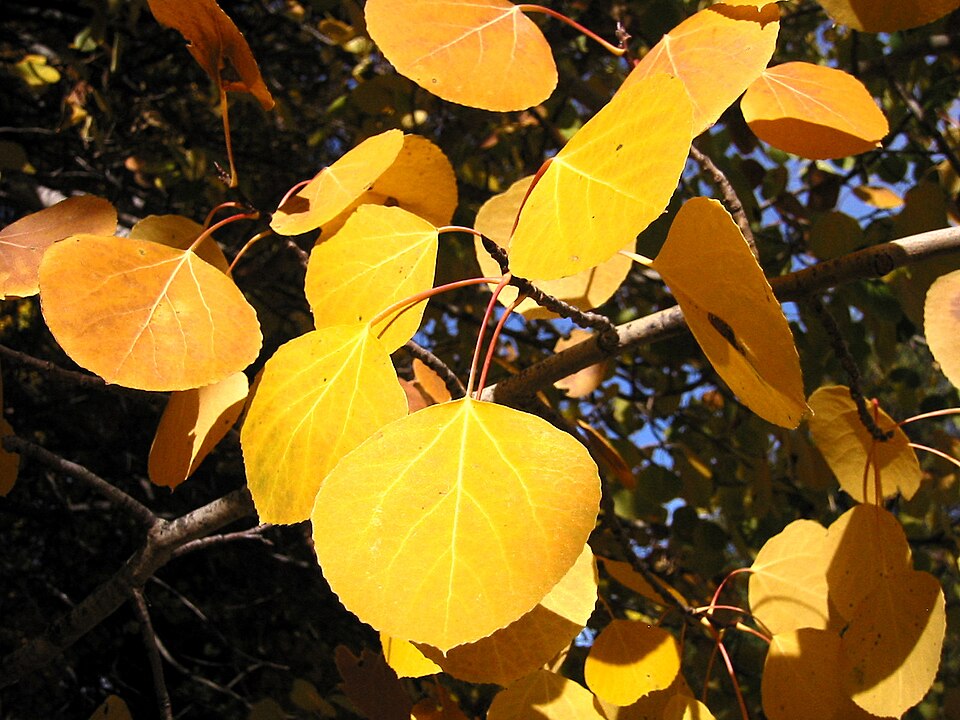 Trembling Aspen