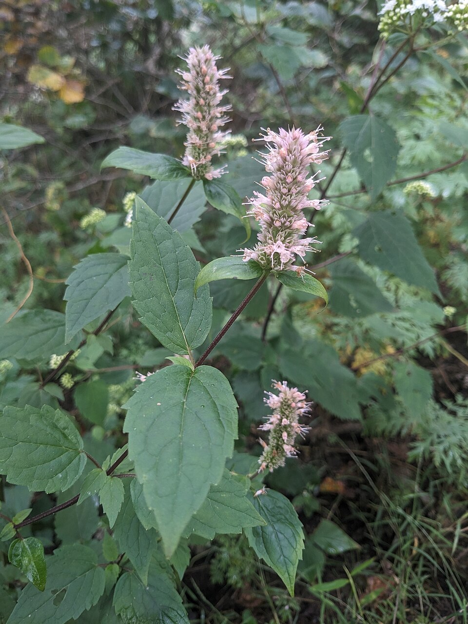 Purple Giant-Hyssop