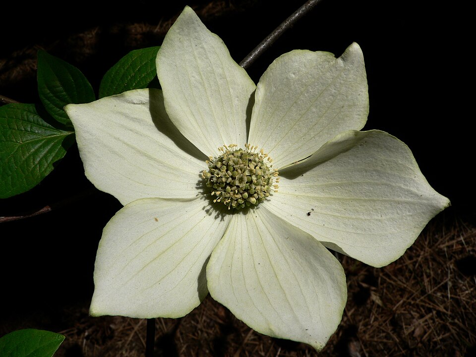 Western Flowering Dogwood