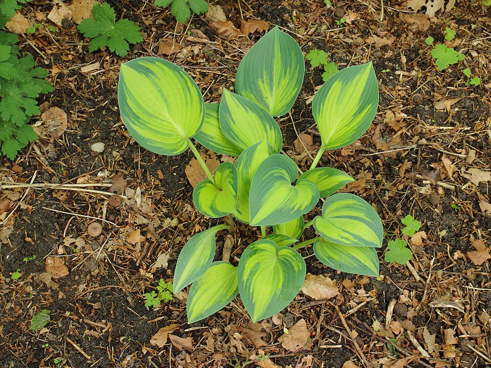 Hosta