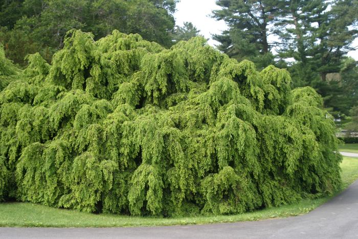 Eastern Hemlock