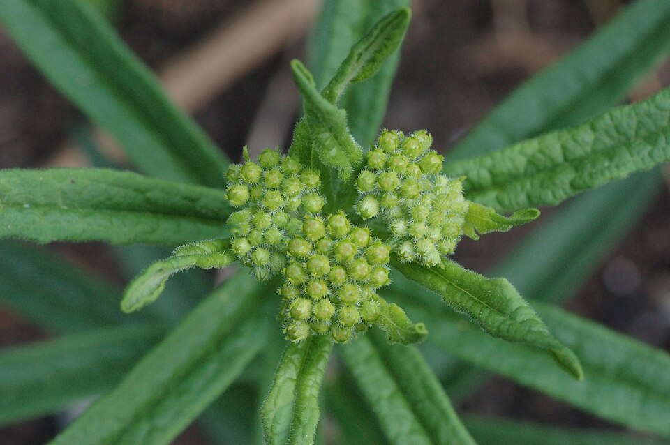 Butterfly Milkweed