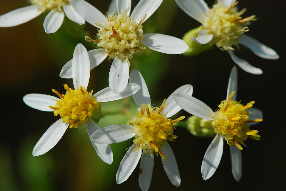 Flat-Topped White Aster