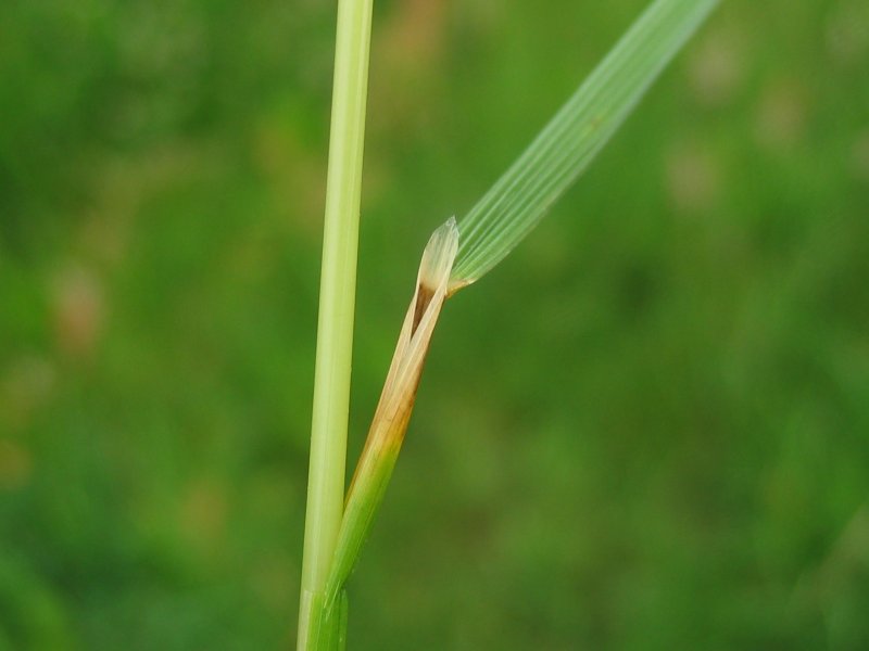 Tufted Hairgrass