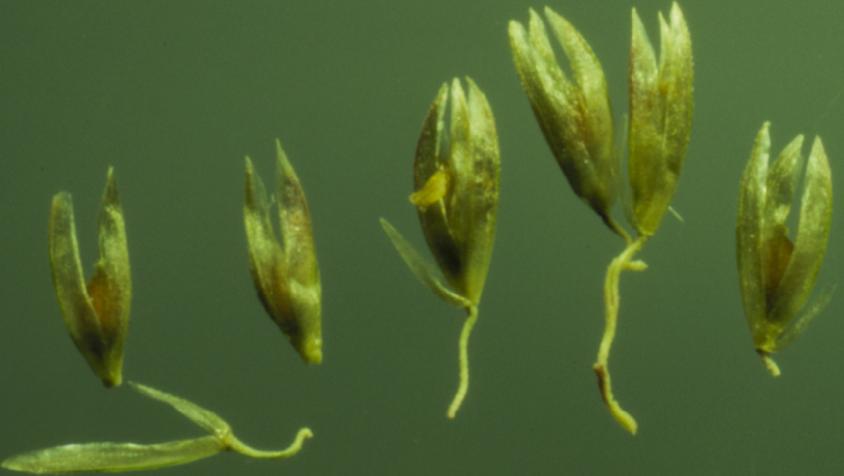 Sand Dropseed