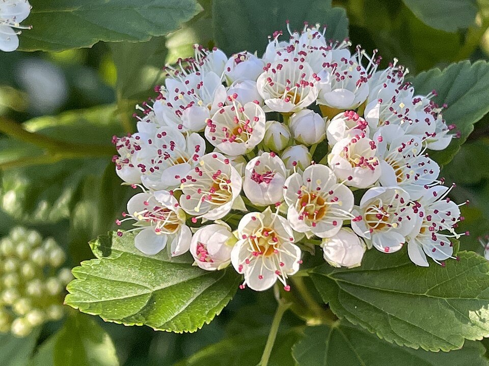 Eastern Ninebark