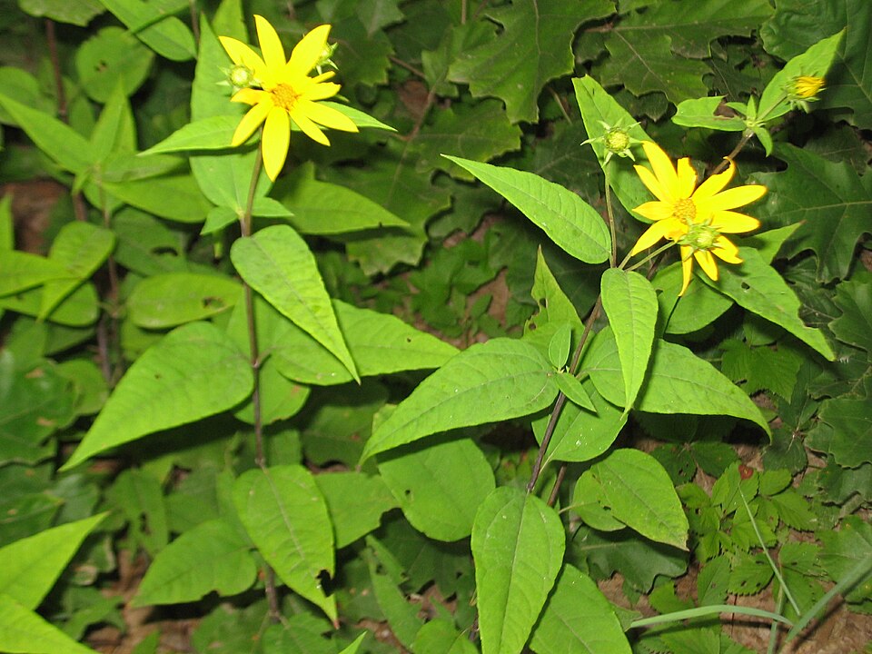Woodland Sunflower