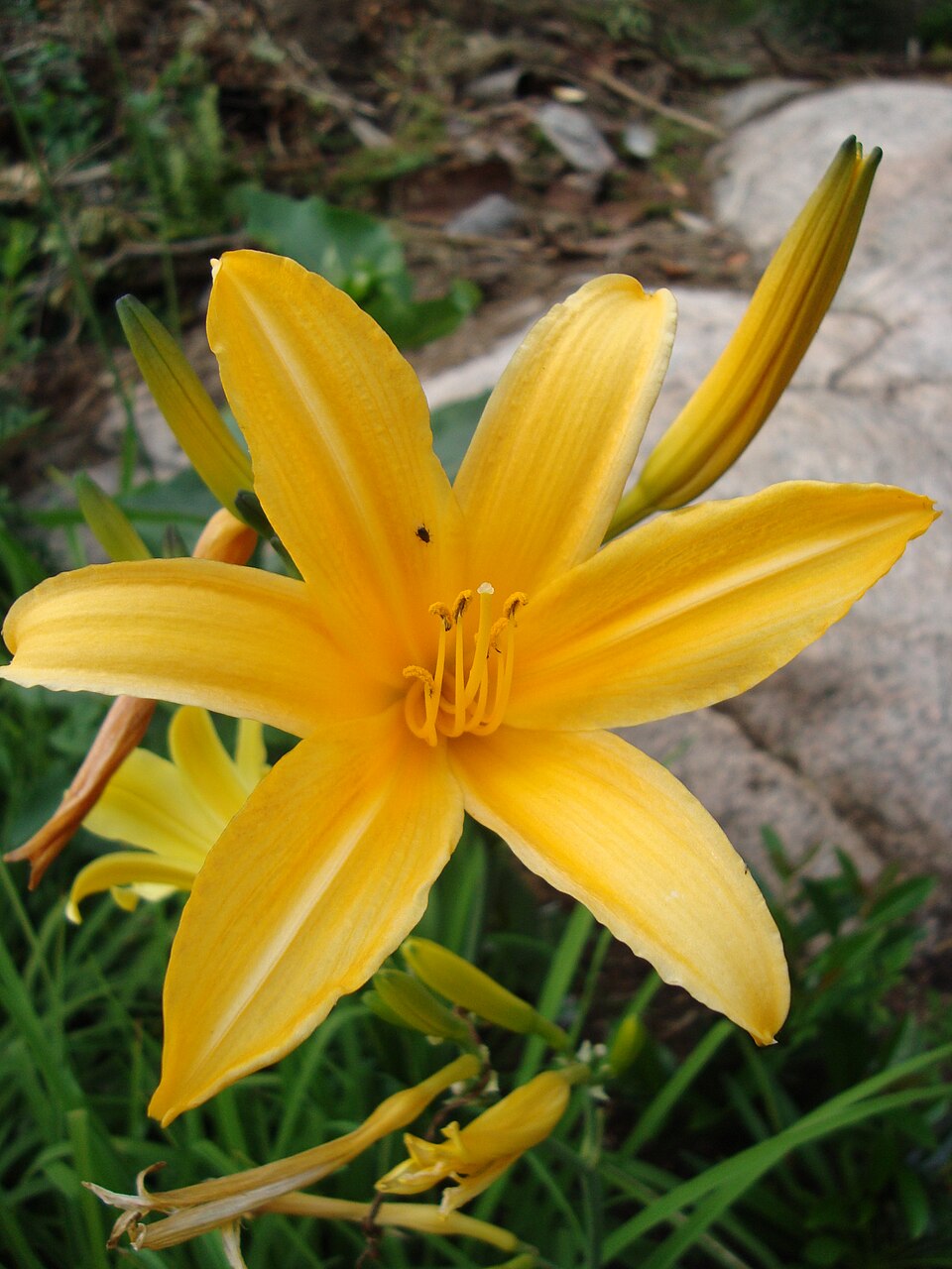Daylily