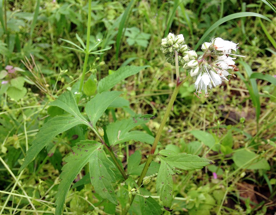 Virginia Waterleaf