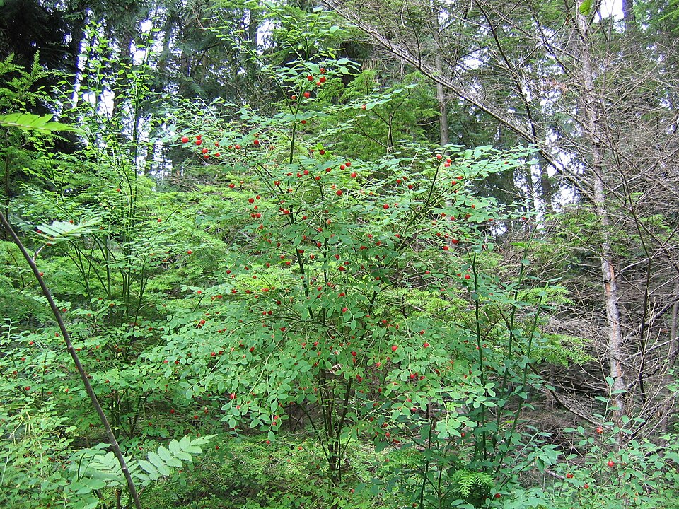 Red Huckleberry